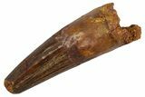 Fossil Spinosaurus Tooth - Real Dinosaur Tooth #305683-1